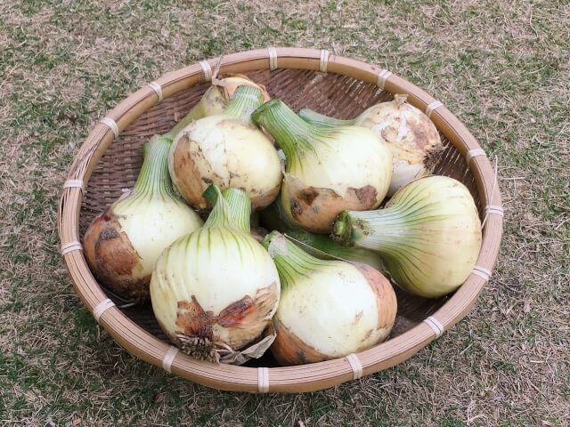 バスケットに盛られた新鮮な玉ねぎ