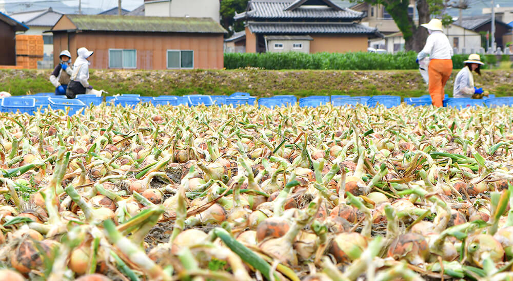 農場で収穫された玉ねぎの風景